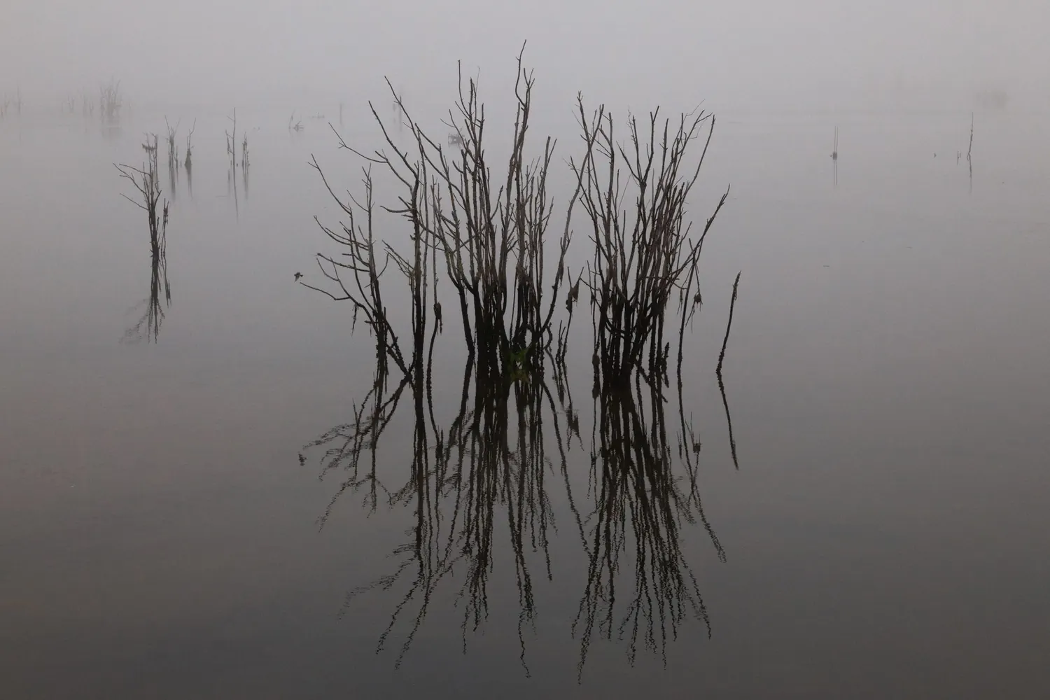 Branches nues se reflétant dans une eau calme et brumeuse